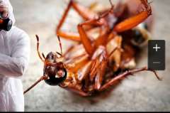 Объявление с Фото - Уничтожение тараканов