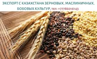 Объявление с Фото - Экспорт с Казахстана зерновых, масличных и бобовых