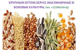 Фото: Экспорт с Казахстана зерновых, масличных и бобовых