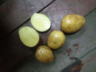 Фото: Продовольственный и семенной картофель оптом.
