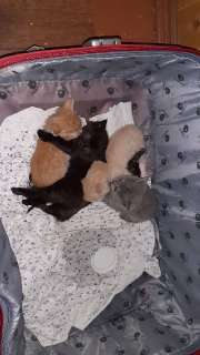 Фото: Отдадим котят от породистой кошки невской маскарад