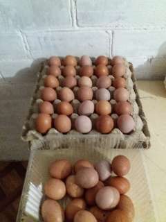 Фото: Курыное, свежие,домашнее яйцо