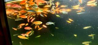 Фото: Аквариумные рыбки Данио Гло
