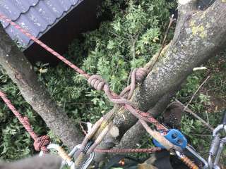 Фото: Удалить, спилить, срубить аварийное дерево частями