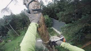 Фото: Удалить, спилить, срубить аварийное дерево частями