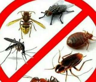 Объявление с Фото - Уничтожение всех видов насекомых, грызунов