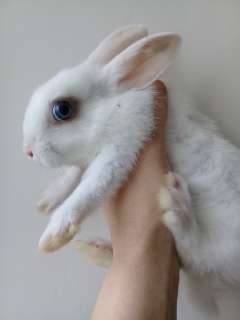 Фото: Декоративны кролики.