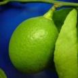 Фото: Лимоны плодоносящие