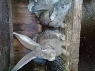 Фото: Кролики молодняк пород Фландр и Фландр-микс