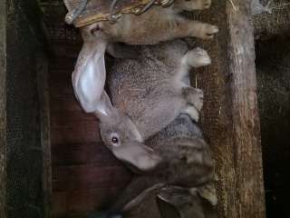 Фото: Кролики молодняк пород Фландр и Фландр-микс