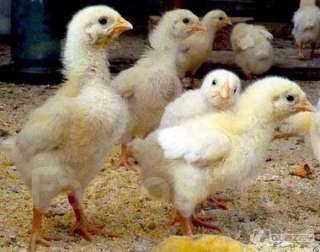 Фото: Цыплята от домашних кур