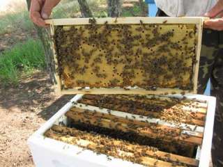 Фото: Пчеловодство пчелопакеты