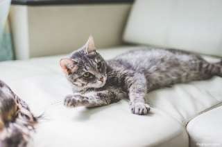 Объявление с Фото - Серая кошка Мальта ищет дом