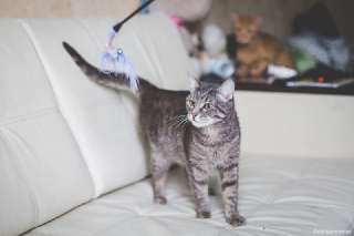 Фото: Серая кошка Мальта ищет дом
