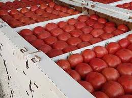 Фото: Продаю оптом томат розовый из Дагестана