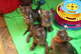Фото: Бурманские котята