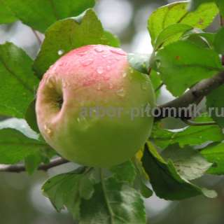 Фото: Саженцы яблони по низкой цене