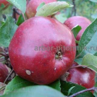Фото: Саженцы яблони по низкой цене
