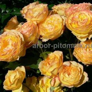 Фото: Саженцы роз напрямую из питомника