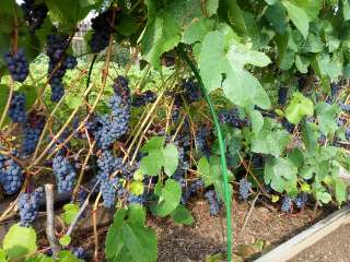 Фото: Саженцы винограда