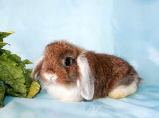 Фото: Карликовые крольчата для детей