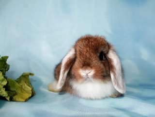Фото: Карликовые крольчата для детей