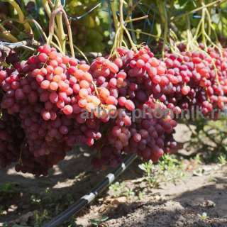 Фото: Саженцы винограда в горшках и с землей