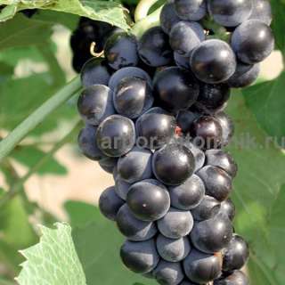 Фото: Саженцы винограда в горшках и с землей