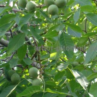 Фото: Крупномеры и саженцев деревьев грецкого ореха