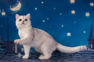 Объявление с Фото - шотландских вислоухих котят