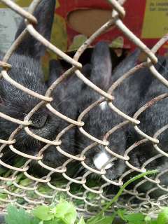 Фото: Кролики  годовалый и месячные