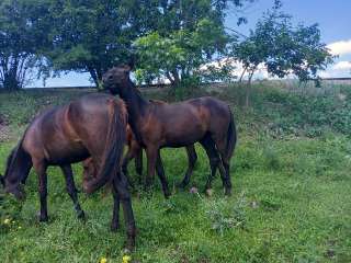 Фото: Лошади Кабардинской-Карачаевской породы