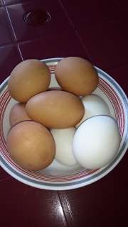 Объявление с Фото - Домашние яйца