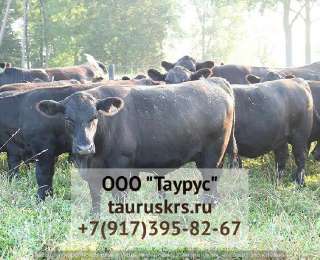 Объявление с Фото - КРС племенных коров Бурошвицкой породы