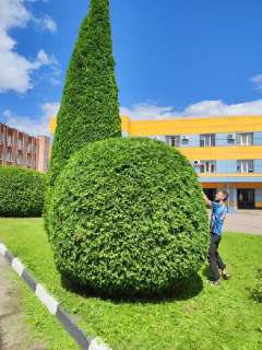 Фото: Стрижка и обрезка деревьев в Сергиевом Посаде