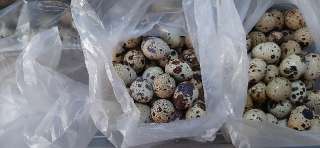 Фото: Перепелиные яйца