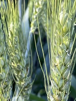 Фото: Семена пшеницы озимой  Аксинья,  Аскет,  Вольница