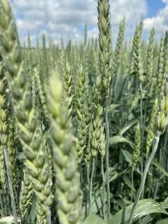 Фото: Семена пшеницы озимой  Алексеич, Ахмат, Безостая