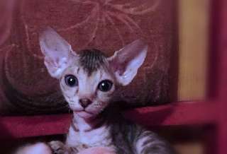 Объявление с Фото - Котята сфинкса донского, красивые, бархатные