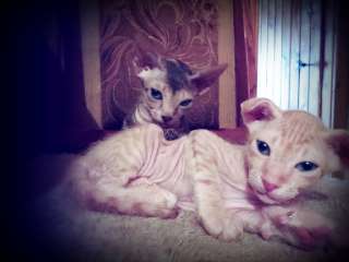 Фото: Котята сфинкса донского, красивые, бархатные
