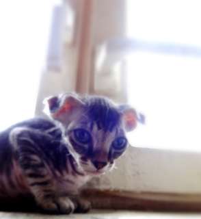 Фото: Котята сфинкса донского, красивые, бархатные