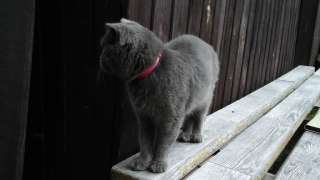 Фото: Отдам шотландского вислоухого котенка в добрые руки