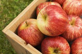 Объявление с Фото - Реализуем яблоки