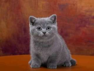 Фото: Британские котята из питомника.