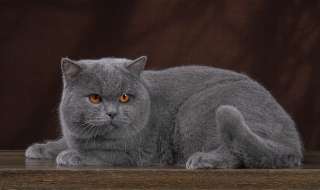 Фото: Британские котята из питомника.