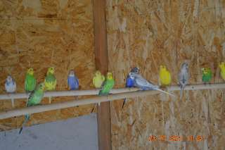 Фото: Волнистые попугайчики