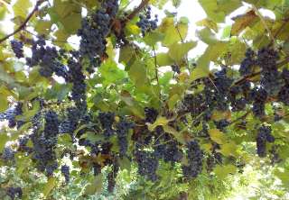 Фото: Виноград винного сорта на лозе