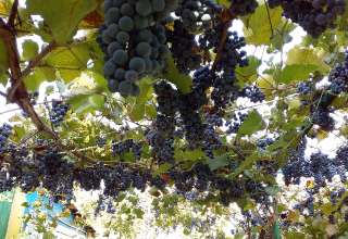 Фото: Виноград винного сорта на лозе