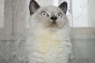 Фото: Котята-котики блю-поинт окраса шотландские.