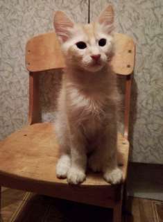 Фото: Донской сфинкс-браш котенок